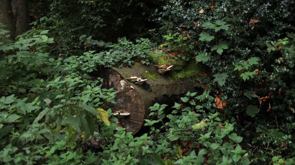 Gunnersbury park trunk mushroom autumn fall